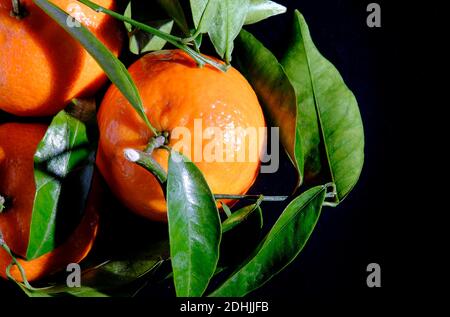small clementine oranges and green leaves on black background Stock Photo
