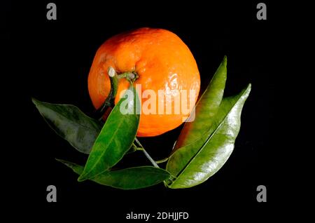 small clementine oranges and green leaves on black background Stock Photo