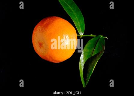 small clementine oranges and green leaves on black background Stock Photo