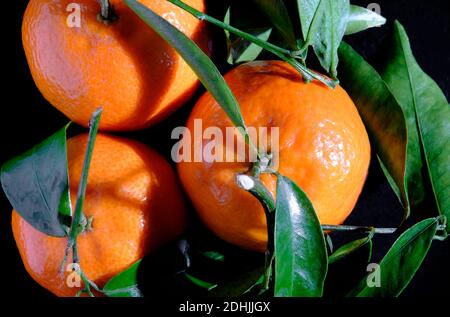 small clementine oranges and green leaves on black background Stock Photo