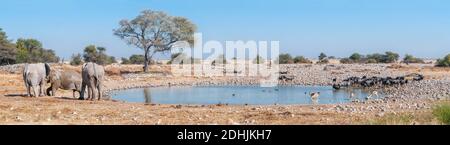 Panorama of african elephants, blue wildebeest and springbok at the Okaukeujo waterhole in northern Namibia Stock Photo