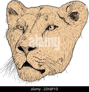 Sketch silhouette lionesses face on white background illustration. Stock Vector