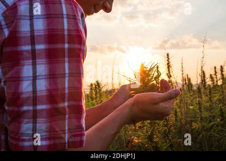 Farmer harvesting hemp field and checking cannabis plants in the sunset. Stock Photo