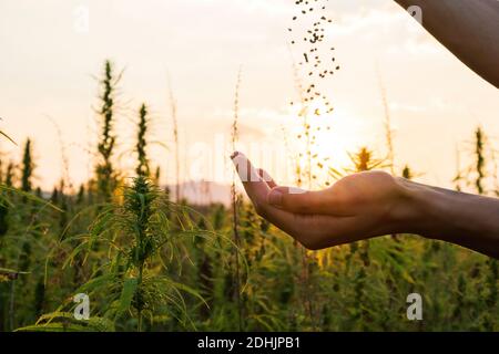 Hemp farmer holding Cannabis seeds in hands on farm field outside. Stock Photo