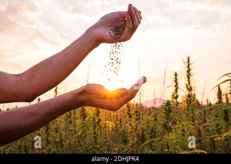 Hemp farmer holding Cannabis seeds in hands on farm field outside. Stock Photo