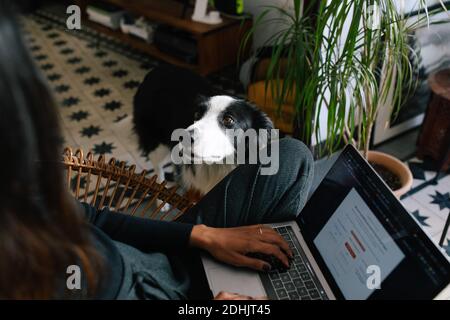 From above of crop blurred female freelancer working on laptop in room with adorable Border Collie dog relaxing on carpet Stock Photo