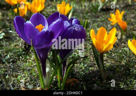 Crocuses flowering in a lawn Stock Photo