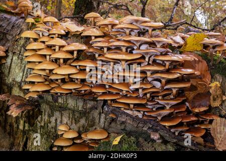 Sheathed woodtuft, Kuehneromyces mutabilis, large clusters on fallen silver birch. Stock Photo