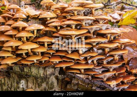 Sheathed woodtuft, Kuehneromyces mutabilis, large clusters on fallen silver birch. Stock Photo