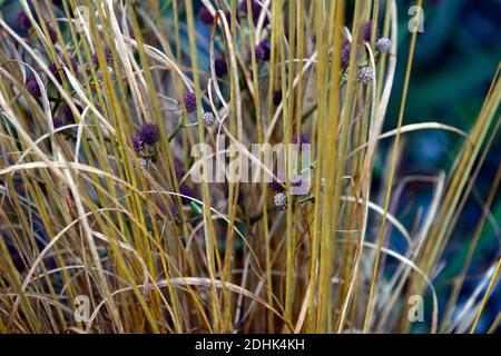 Eryngium pandanifolium Physic Purple,giant sea holly,thistle,thistles,ornamental plant,architectural plant,Eryngium descaisneum,eryngo,garden,rm flora Stock Photo