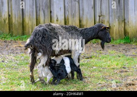 black and white kid suckles on a mother goat Stock Photo