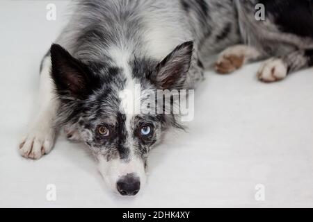 Blue merle border collie is lying on the wooden floor. Pet animals. Stock Photo