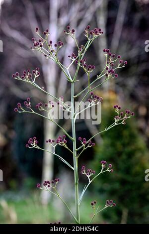 Eryngium pandanifolium Physic Purple,giant sea holly,thistle,thistles,ornamental plant,architectural plant,Eryngium descaisneum,eryngo,garden,rm flora Stock Photo