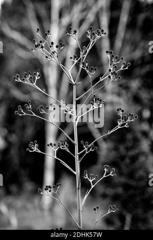 Eryngium pandanifolium Physic Purple,giant sea holly,thistle,thistles,ornamental plant,architectural plant,Eryngium descaisneum,eryngo,garden,rm flora Stock Photo