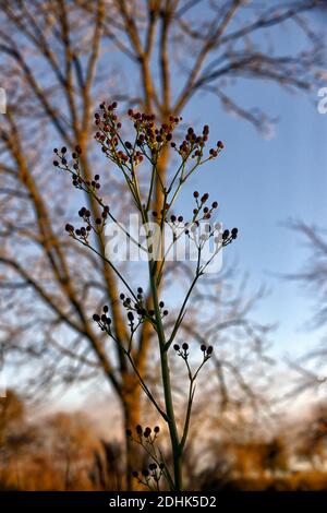 Eryngium pandanifolium Physic Purple,giant sea holly,thistle,thistles,ornamental plant,architectural plant,Eryngium descaisneum,eryngo,garden,rm flora Stock Photo