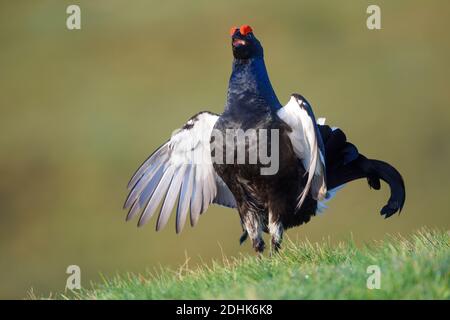 Balzender Birkhahn auf einer Wiese, (Tetrao tetrix), Stock Photo