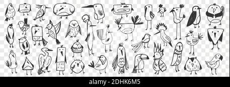 Birds doodle set. Collection of funny hand drawn various kinds of cute wild birds isolated on transparent background. Illustration of owl titmouse penguin pelican toucan parrot for kids Stock Vector