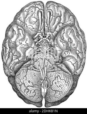 A topography of human brain Stock Photo
