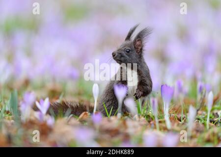 Dunkelbraunes Eichhörnchen sitzt zwischen Frühlings-Krokus, (Sciurus vulgaris), Stock Photo