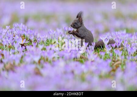 Dunkelbraunes Eichhörnchen sitzt zwischen Frühlings-Krokus, (Sciurus vulgaris), Stock Photo