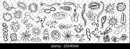 Microorganisms, bacteria doodle set. Collection of funny hand drawn unicellular bacterias of various shapes living on surfaces isolated on transparent background. Illustration of simplest life forms  Stock Vector