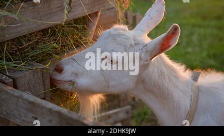 White goat eats fresh grass at sunset. Stock Photo