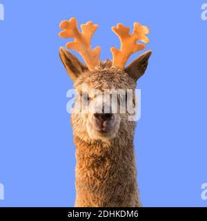 Funny alpaca llama with reindeer horns on blue Christmas background. Stock Photo
