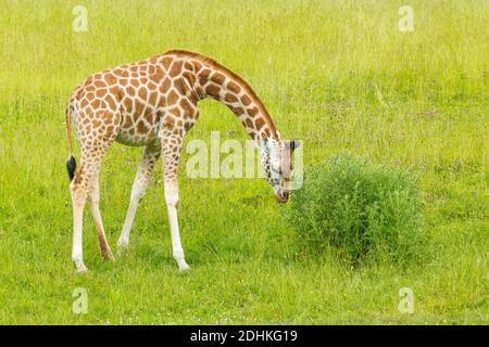 Rothschild's Giraffe (Giraffa camelopardalis rothschildi) Baby standing on Grassland Stock Photo