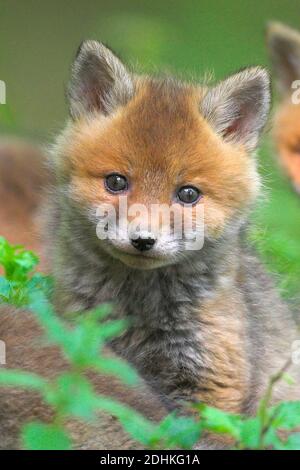 Junger Fuchs (Vulpes vulpes)