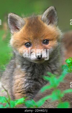 Junger Fuchs (Vulpes vulpes) Stock Photo
