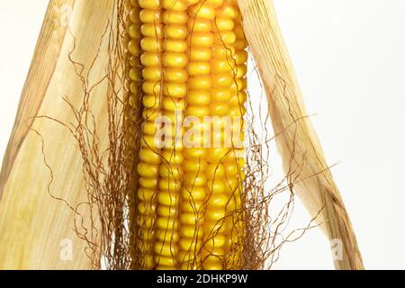 Yellow corn with leaves and fibers, close-up Stock Photo