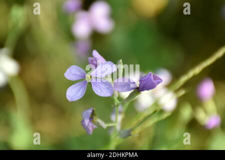 Moricandia arvensis flower in green grass meadow. Stock Photo