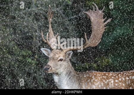 fallow deer, dama dama in a forest Stock Photo