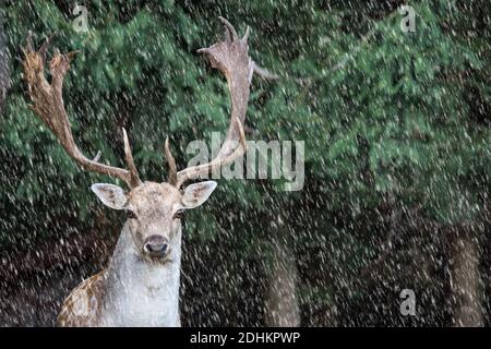 fallow deer, dama dama in a forest Stock Photo