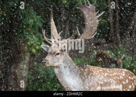 fallow deer, dama dama in a forest with snowing Stock Photo