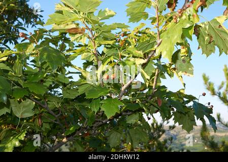 Sorbus torminalis branch with fruit Stock Photo