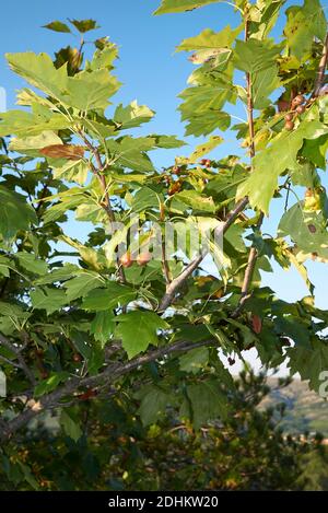 Sorbus torminalis branch with fruit Stock Photo