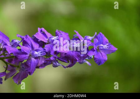 Violet flowers of Consolida ajacis. Stock Photo