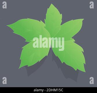 Green Basil on Black Background. Flat Design. Stock Vector