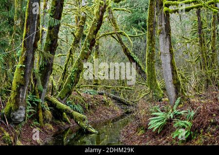 Moss covered Big Leaf Maple tree branches, Squamish River Valley,  British Columbia, Canada Stock Photo