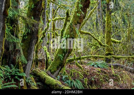 Moss covered Big Leaf Maple tree branches, Squamish River Valley,  British Columbia, Canada Stock Photo