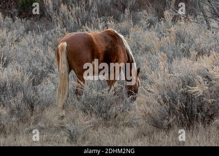 Feral horse, part of a demonstration herd as a symbol of our cultural heritage, in badlands of the South Unit of Theodore Roosevelt National Park near Stock Photo