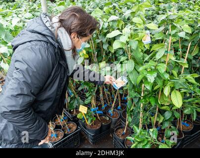 Woman wearing face covering looking at Citrus Limona Lemon tree in Garden centre. Stock Photo