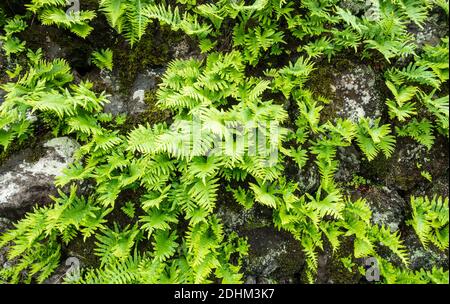 Ferns growing on drystone wall near Valleseco village in the mountains of Gran Canaria, Canary Islands, Spain. Stock Photo