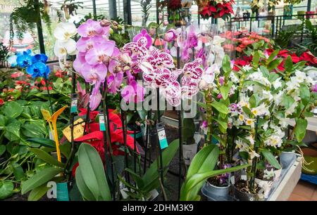Orchids in garden centre. Stock Photo