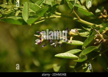 White and purple flowers of Licorice (Glycyrrhiza glabra) in plantation. Stock Photo