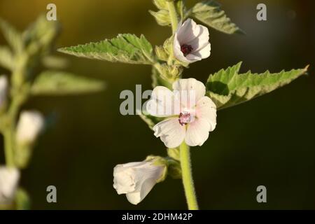 Marshmallow (Althaea officinalis) flowers of white color. Stock Photo