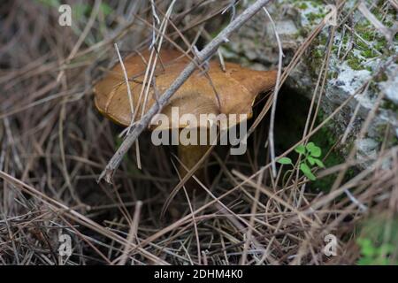 Close up view of an hidden 'Weeping Bolete' (Suillus collinitus), an edible mushroom found in pine forests. Stock Photo