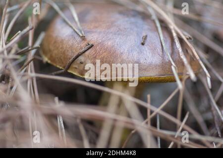 Close up view of an hidden 'Weeping Bolete' (Suillus collinitus), an edible mushroom found in pine forests. Stock Photo