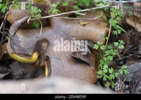 Close up view of an hidden 'Weeping Bolete' (Suillus collinitus), an edible mushroom found in pine forests. Stock Photo